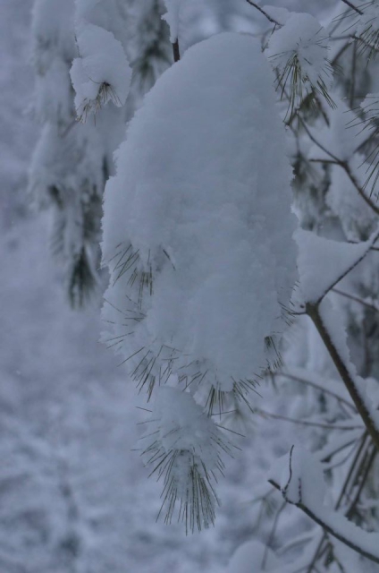 Celjska koča po snegu 28.12.2014 - foto