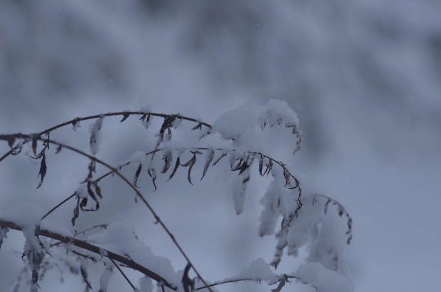 Celjska koča po snegu 28.12.2014 - foto