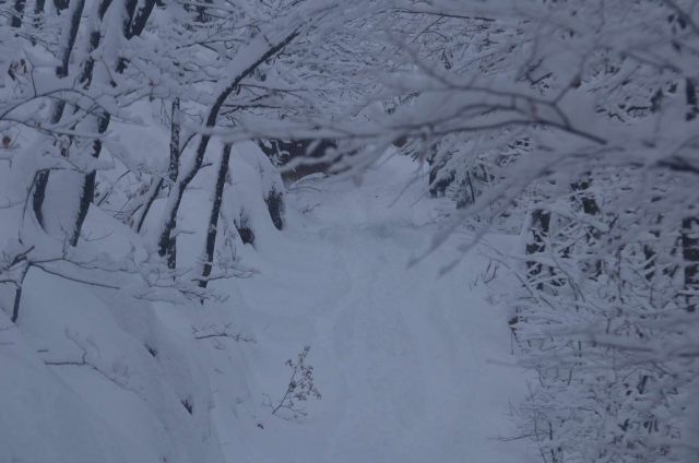 Celjska koča po snegu 28.12.2014 - foto