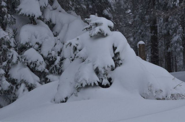 Rogla smučanje 25.1.2015 - foto