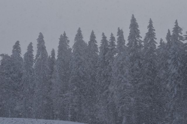 Rogla smučanje 25.1.2015 - foto