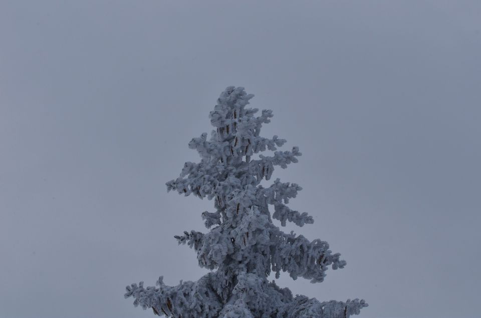 Rogla smučanje 25.1.2015 - foto povečava