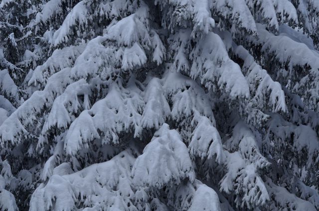 Golte smučanje 31.1.2015 - foto