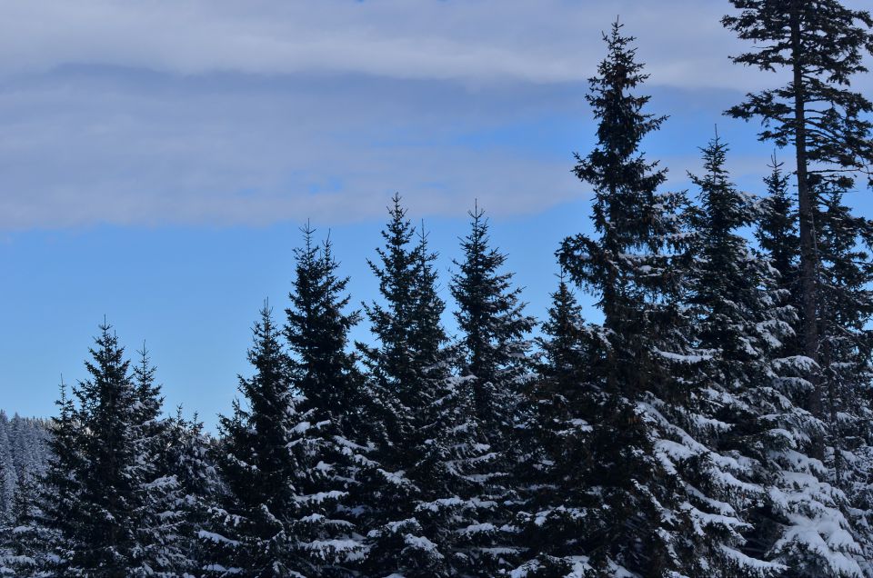 Golte smučanje 31.1.2015 - foto povečava