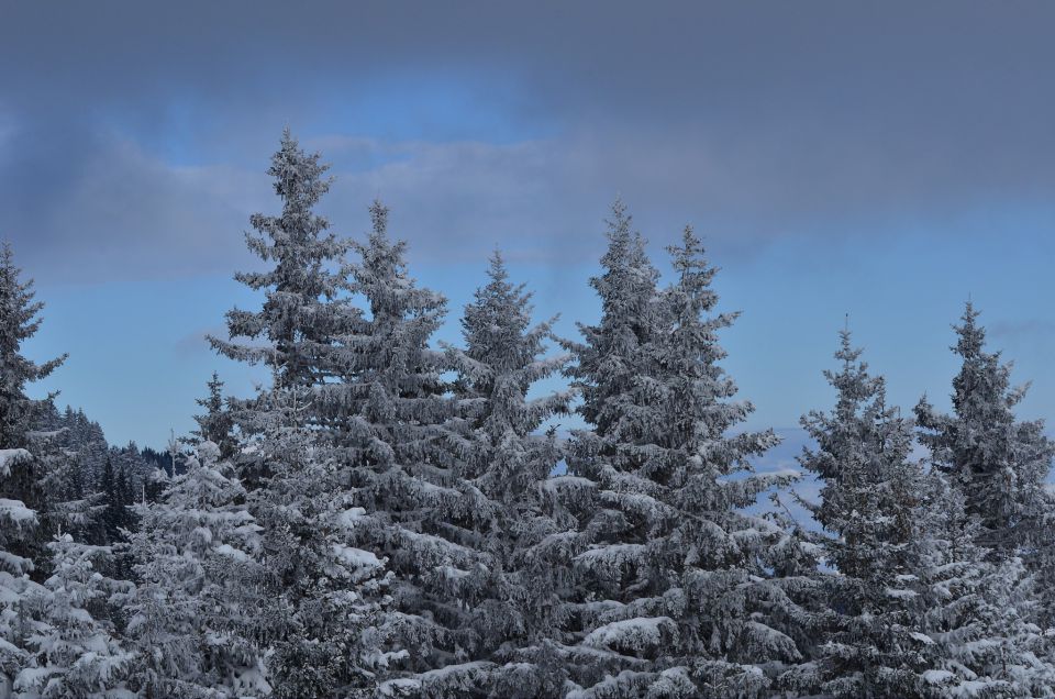 Golte smučanje 31.1.2015 - foto povečava