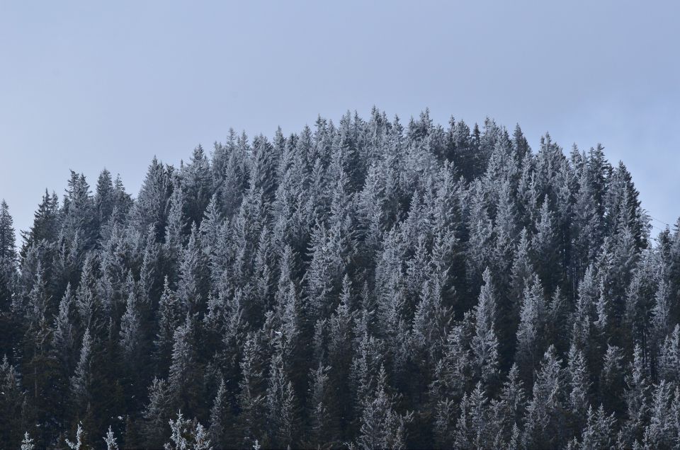 Golte smučanje 14.2.2015 - foto povečava