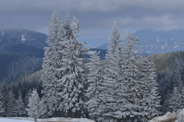 Golte smučanje 14.2.2015 - foto