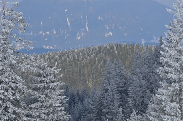 Golte smučanje 14.2.2015 - foto