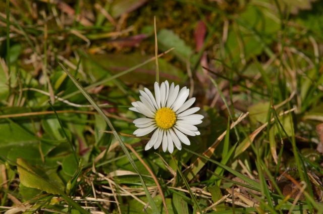 Celjska koča 7.3.2015 - foto