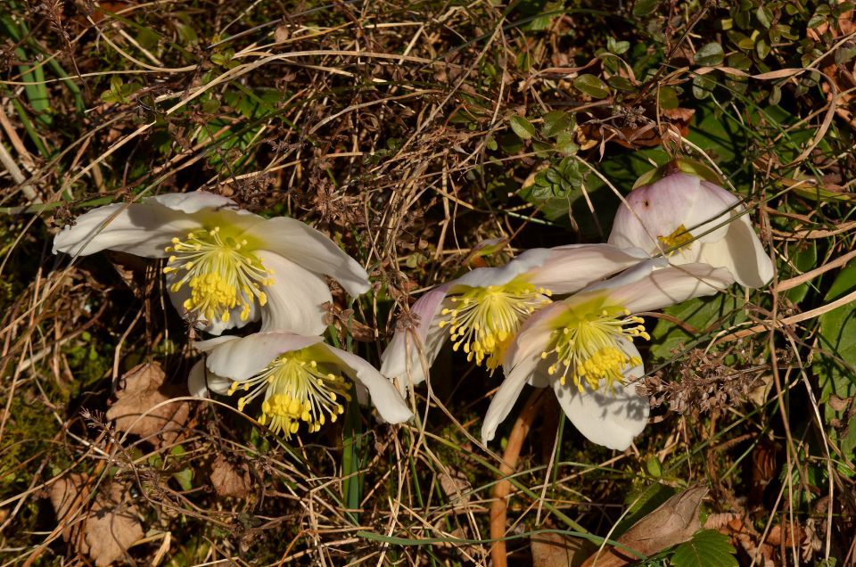 Savinjska 8.3.2015 - foto povečava