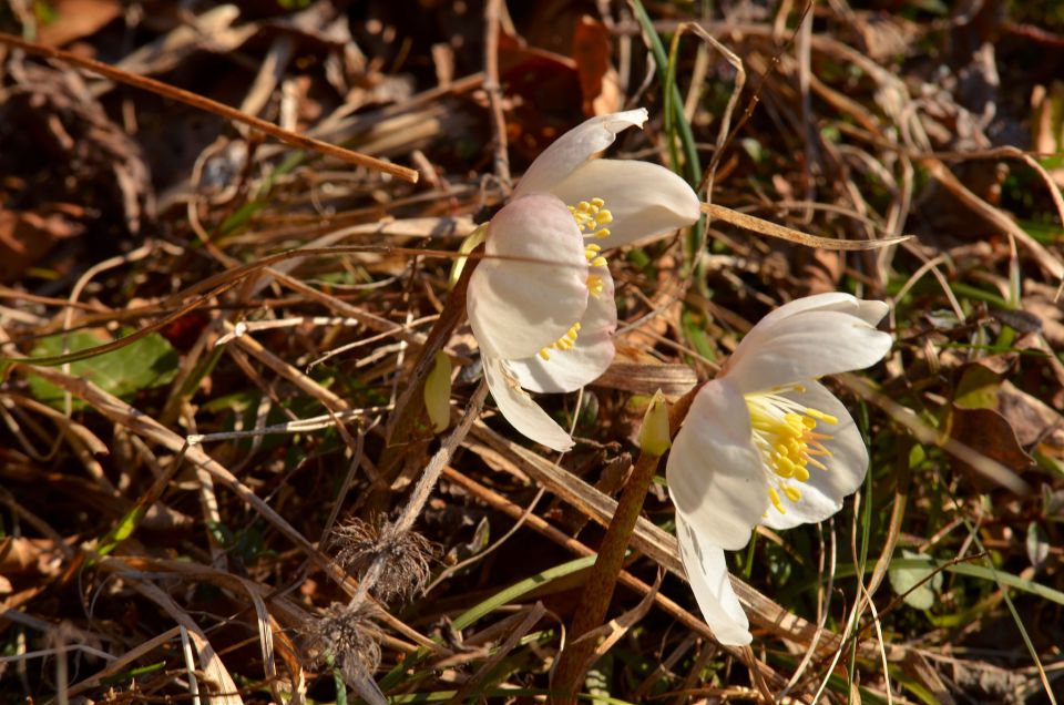 Savinjska 8.3.2015 - foto povečava