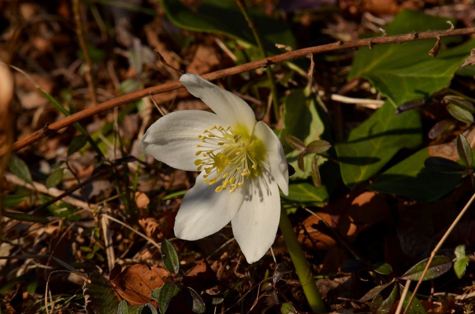 Savinjska 8.3.2015 - foto povečava