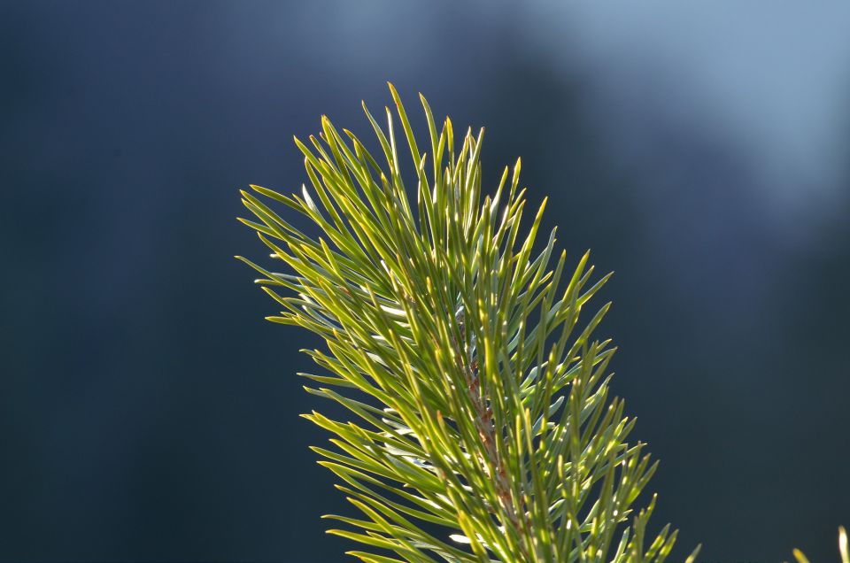 Savinjska 8.3.2015 - foto povečava