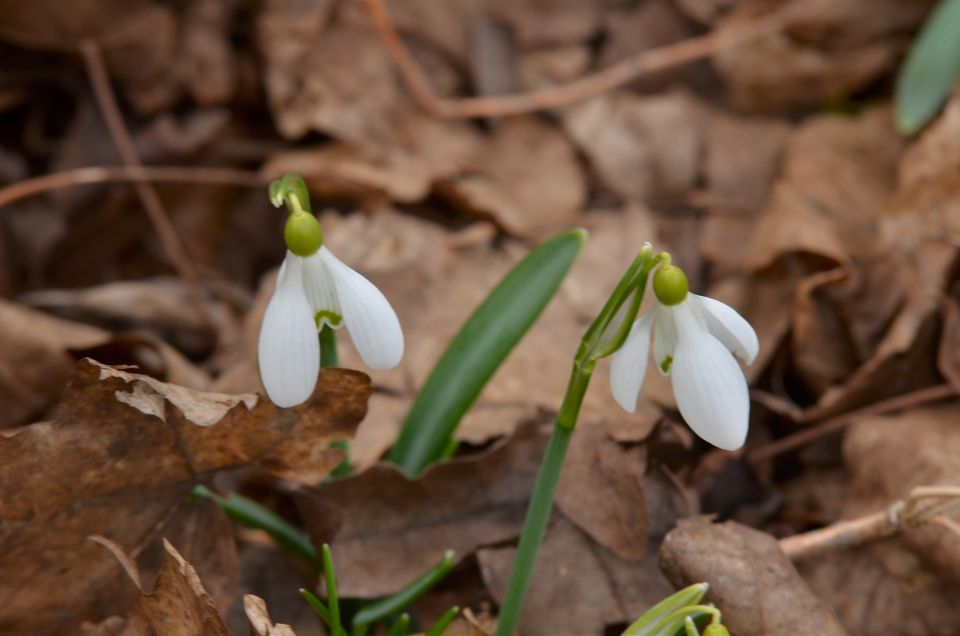 Celje nad mestom 14.3.2015 - foto povečava