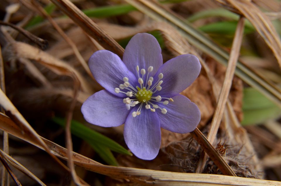 Savinjska 22.3.2015 - foto povečava