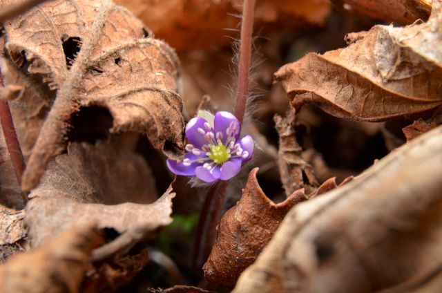 Savinjska 22.3.2015 - foto