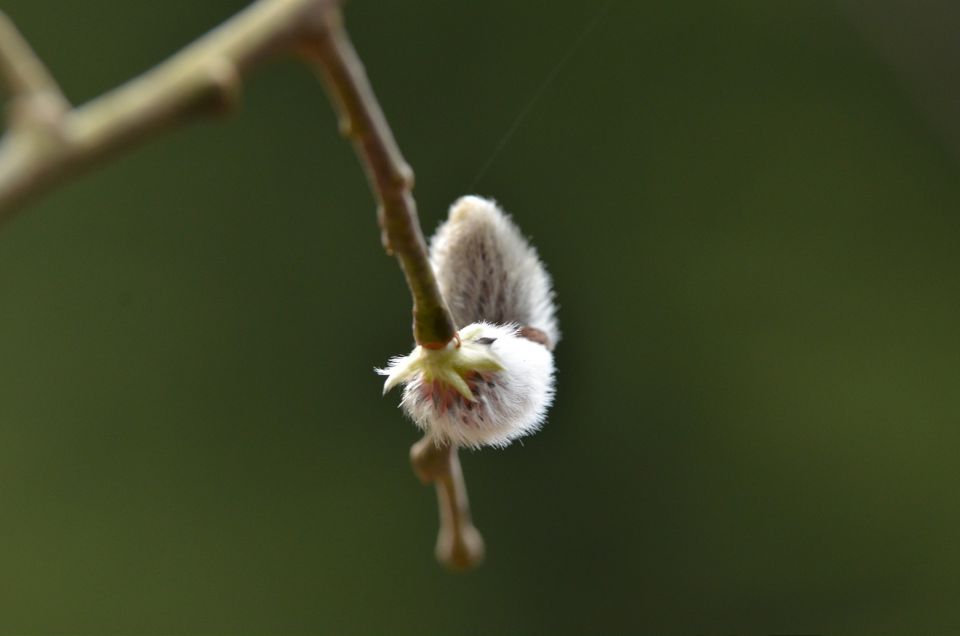 Savinjska 22.3.2015 - foto povečava