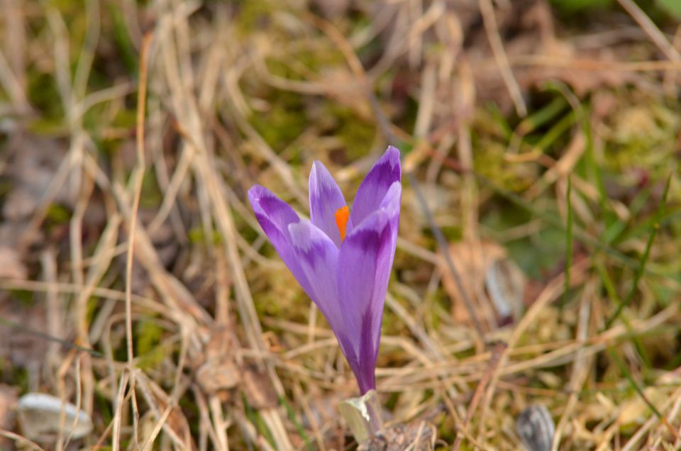 Savinjska 22.3.2015 - foto povečava