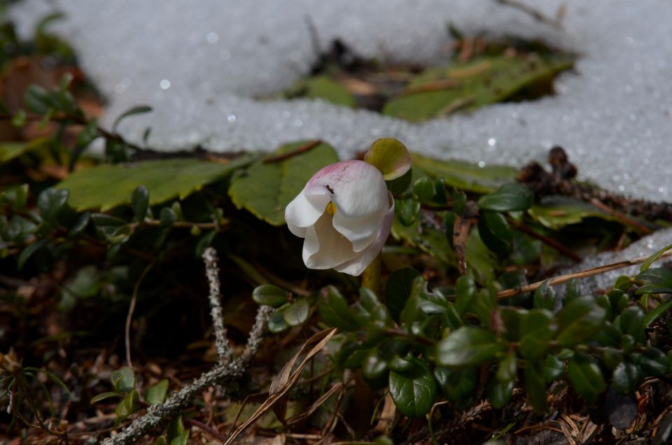 Blejska koča 29.3.2015 - foto povečava