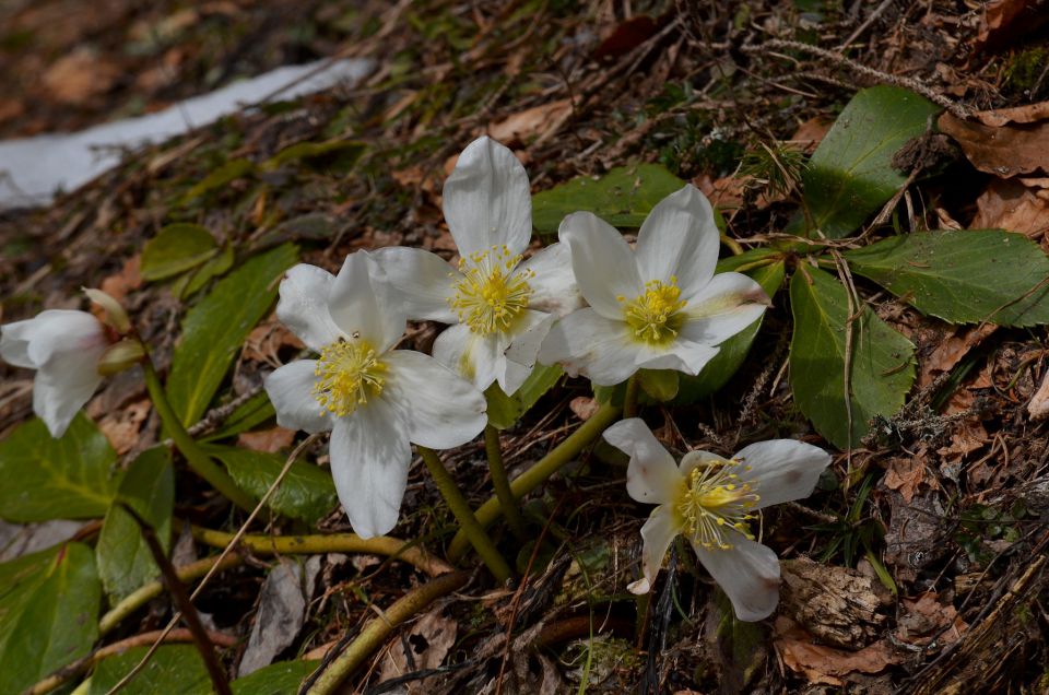 Blejska koča 29.3.2015 - foto povečava