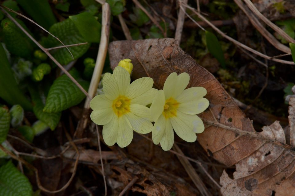 Savinjska od sonca do snega 5.4.2015 - foto povečava