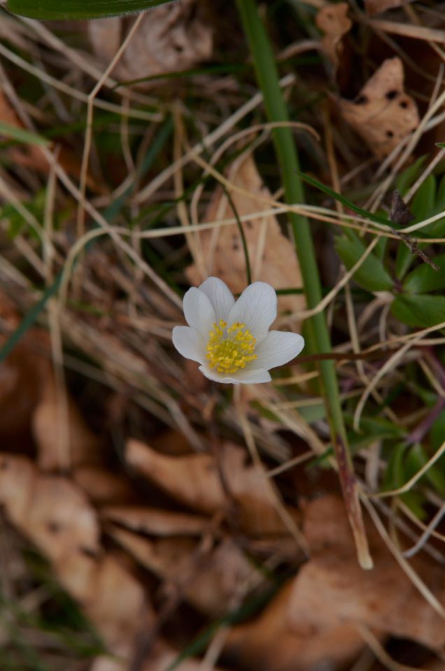 Savinjska od sonca do snega 5.4.2015 - foto povečava