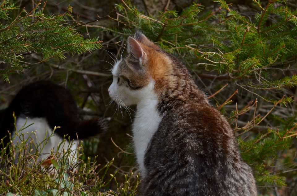 Savinjska od sonca do snega 5.4.2015 - foto povečava