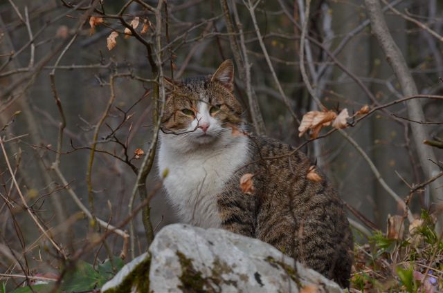 Savinjska od sonca do snega 5.4.2015 - foto