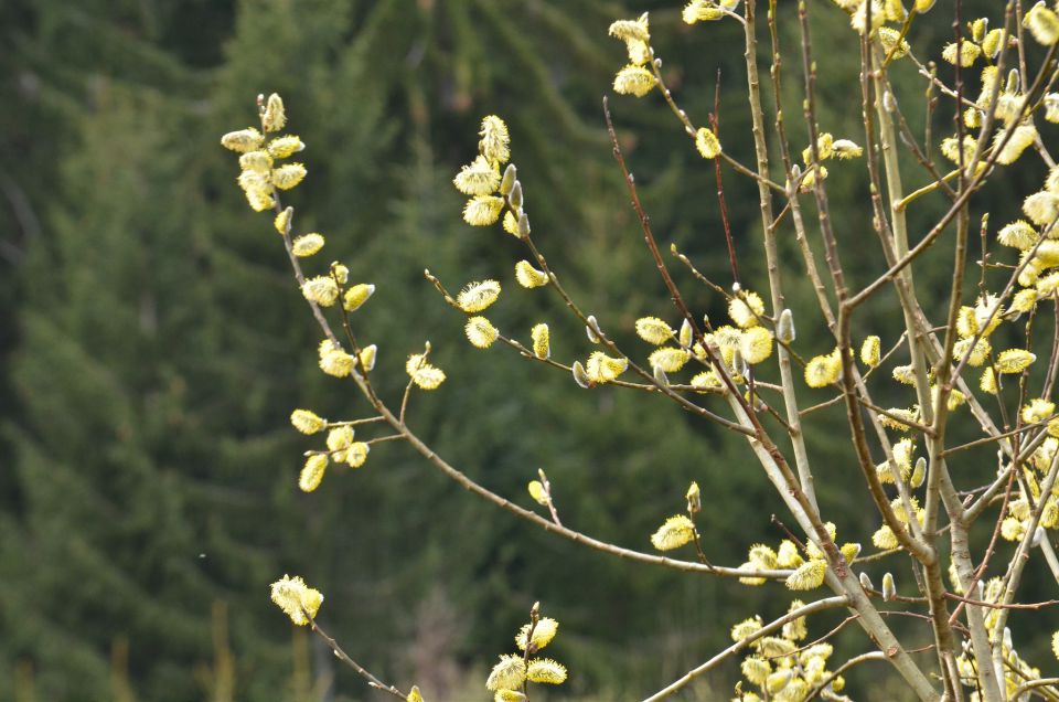 Savinjska od sonca do snega 5.4.2015 - foto povečava