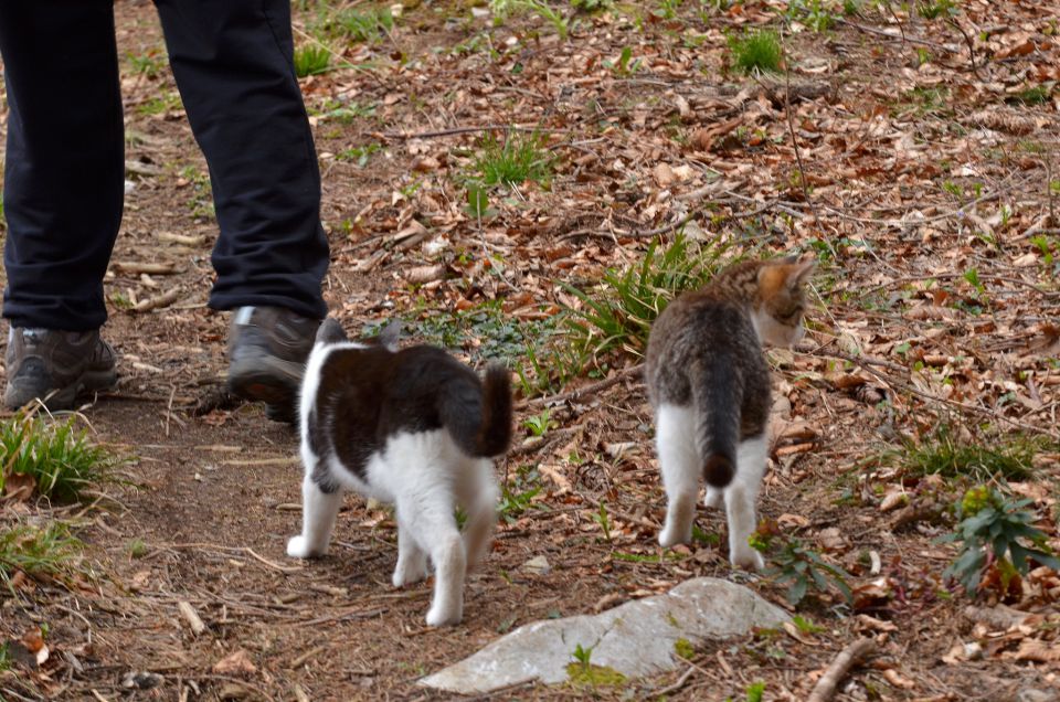 Savinjska od sonca do snega 5.4.2015 - foto povečava