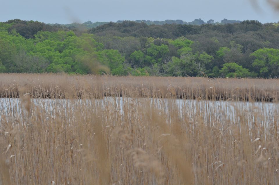 Istra, Palud 27.4.2015  - foto povečava