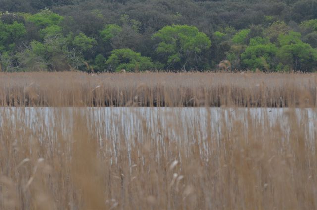 Istra, Palud 27.4.2015  - foto