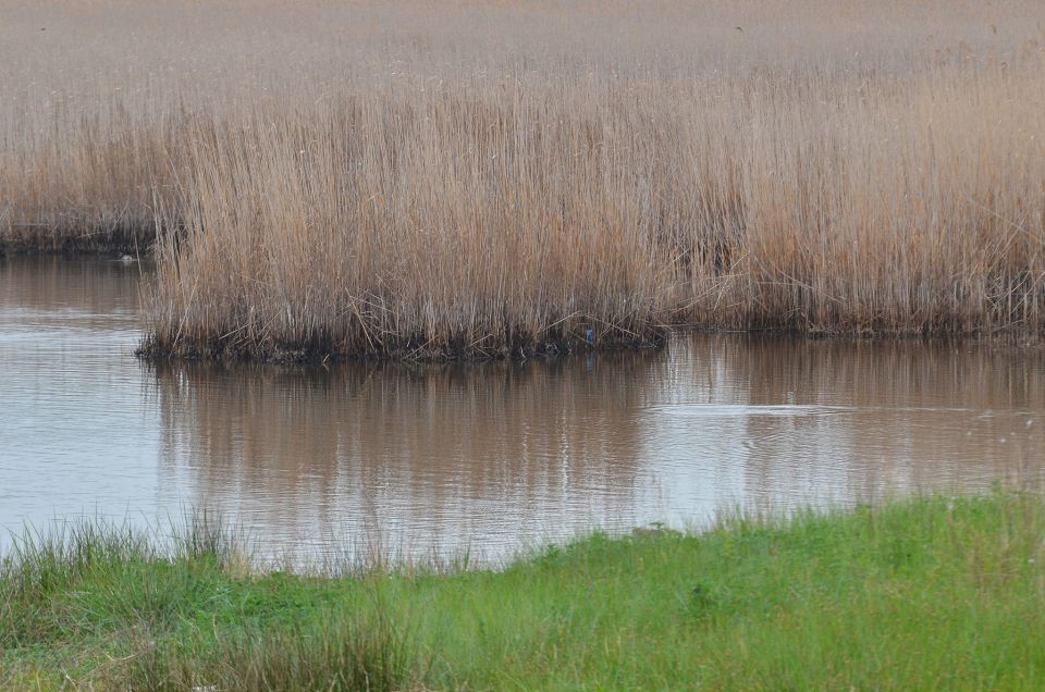 Istra, Palud 27.4.2015  - foto povečava