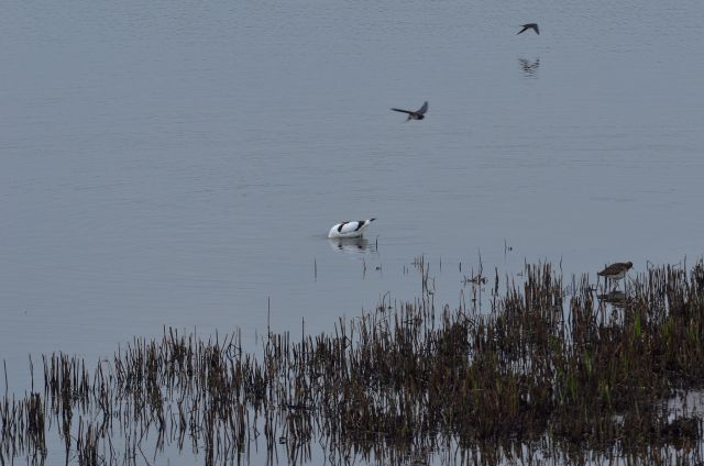 Istra, Palud 27.4.2015  - foto