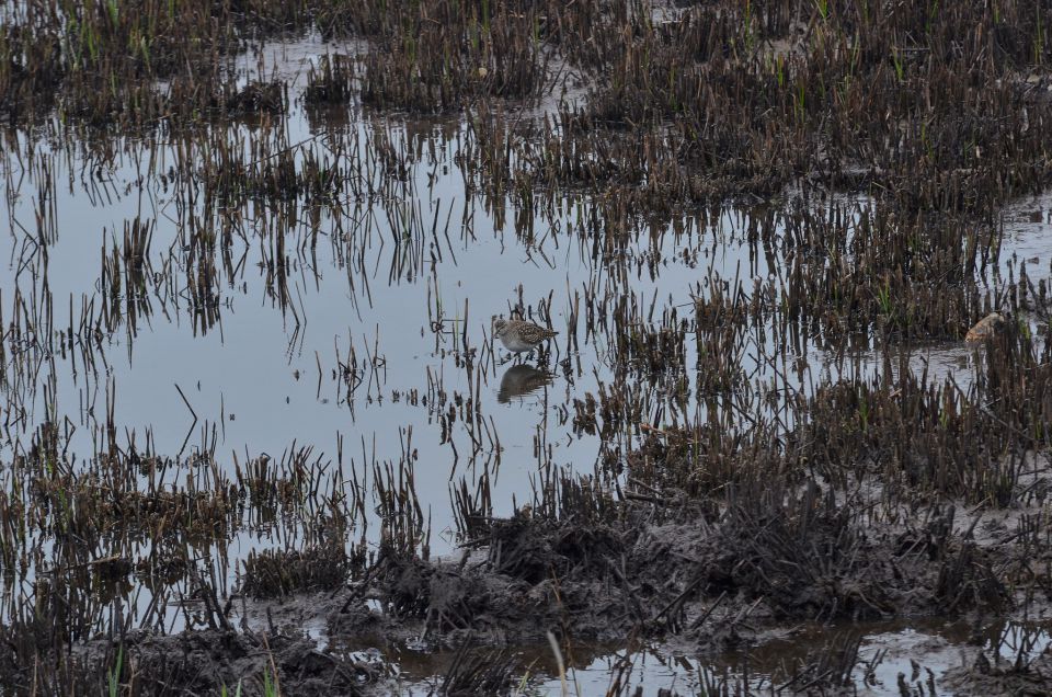 Istra, Palud 27.4.2015  - foto povečava