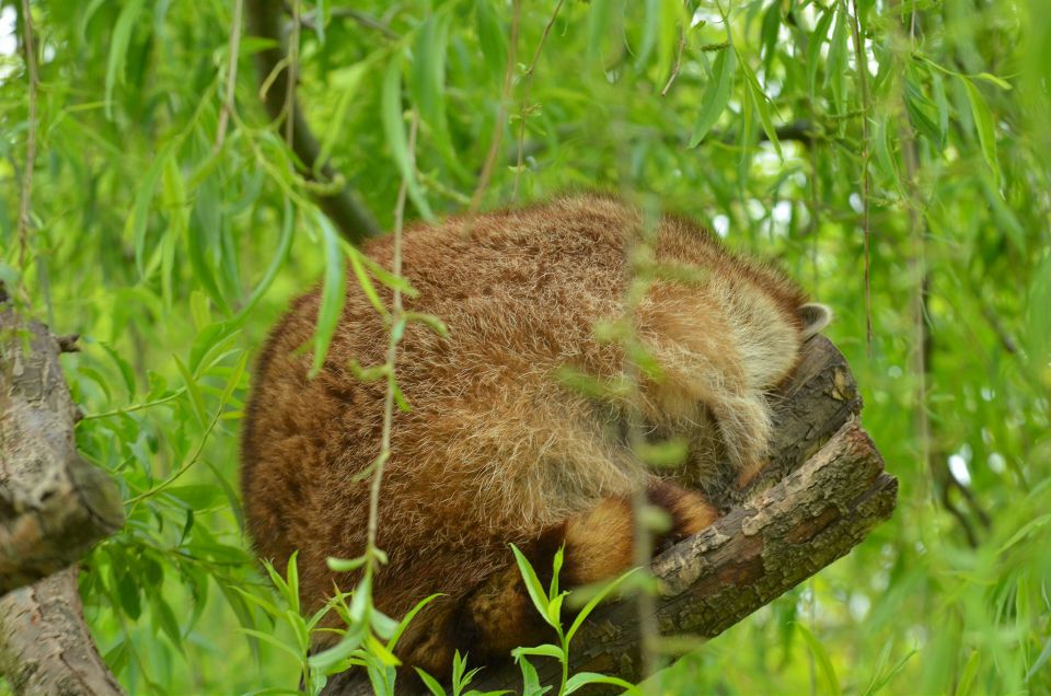 Mini ZOO Sl. Konjice 1.5.2015 - foto povečava