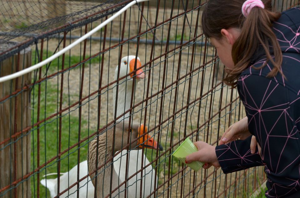 Mini ZOO Sl. Konjice 1.5.2015 - foto povečava