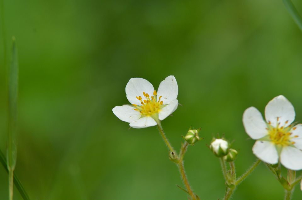 Savinjska 24.5.2015 - foto povečava