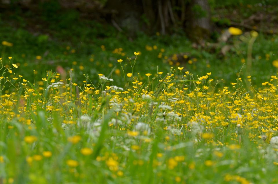 Savinjska 24.5.2015 - foto povečava