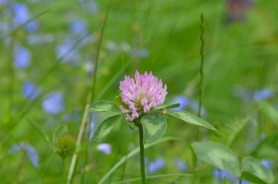 Savinjska 24.5.2015 - foto povečava