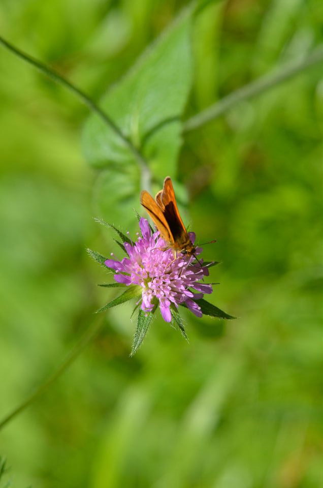 Sprehod Logarska dolina 21.6.2015 - foto povečava