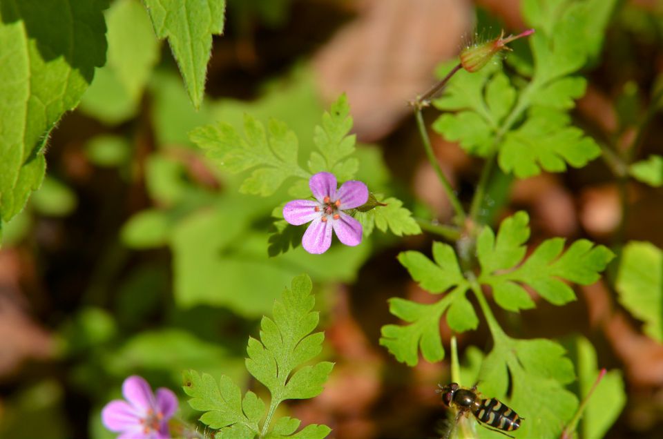 Sprehod Logarska dolina 21.6.2015 - foto povečava