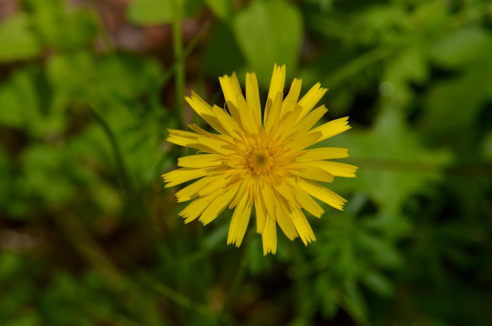 Sprehod Logarska dolina 21.6.2015 - foto povečava