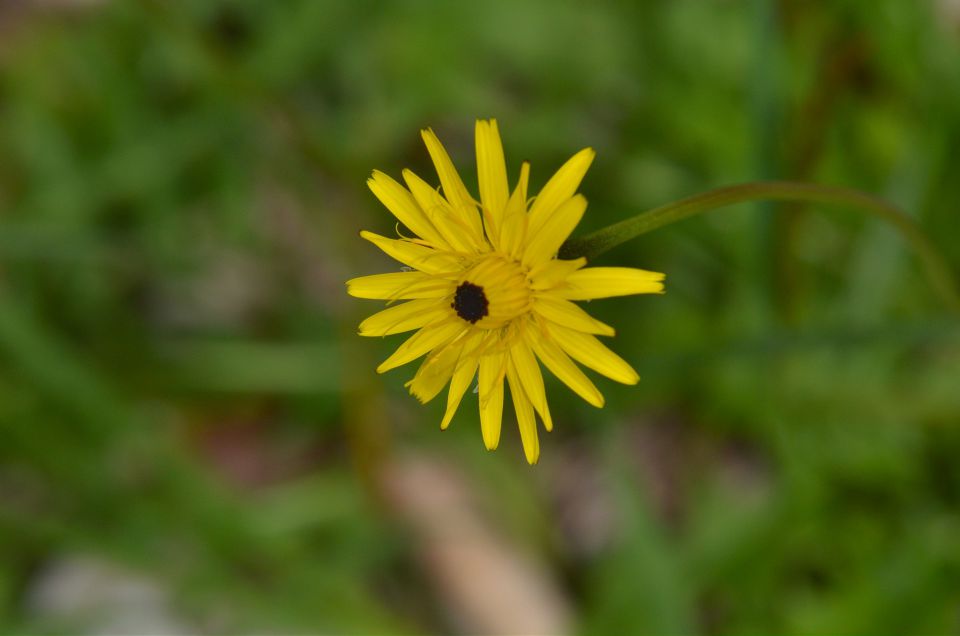 Sprehod Logarska dolina 21.6.2015 - foto povečava