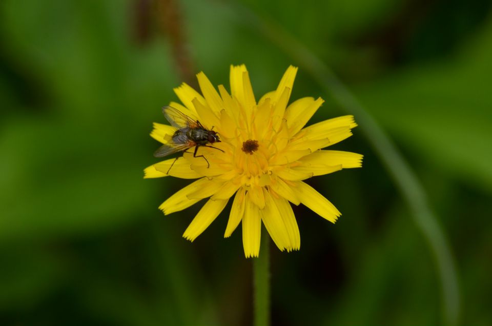 Sprehod Logarska dolina 21.6.2015 - foto povečava