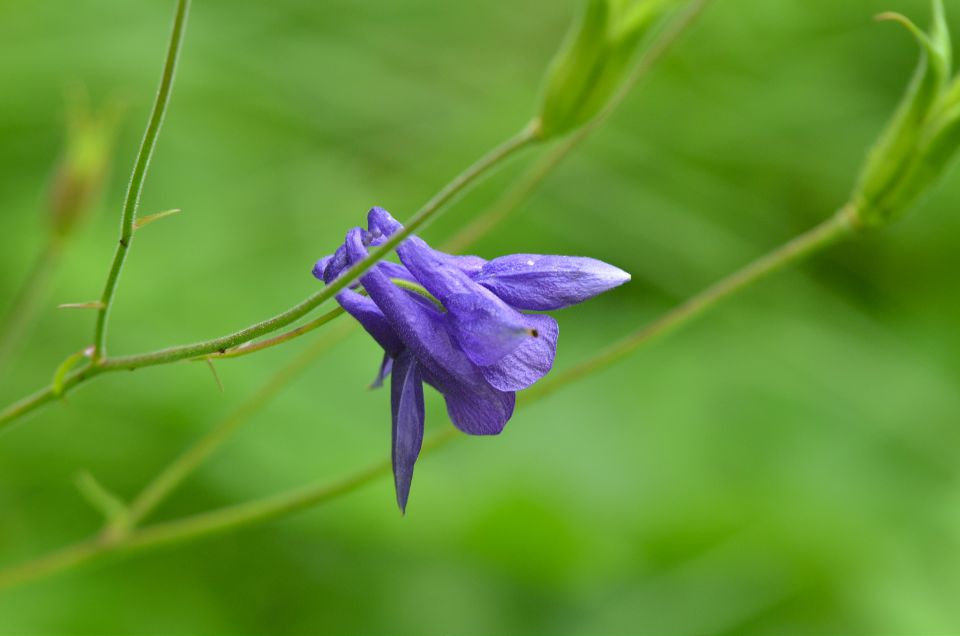 Sprehod Logarska dolina 21.6.2015 - foto povečava