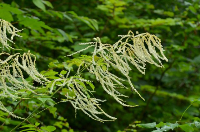 Limbarska gora 25.6.2015 - foto