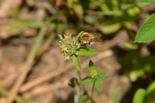 Limbarska gora 25.6.2015 - foto