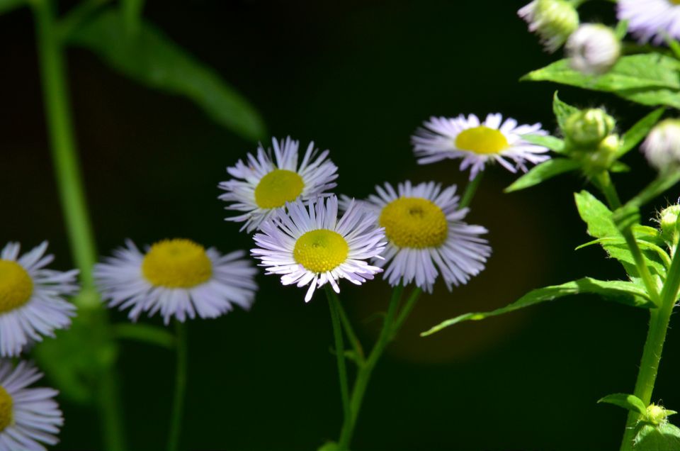 Limbarska gora 25.6.2015 - foto povečava