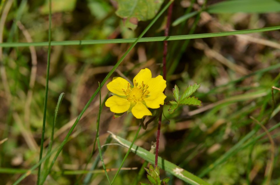 Limbarska gora 25.6.2015 - foto povečava